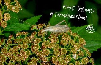 A pirregő tücsök 1-1,5 cm nagyságú rovar (Fotó: Kárpáti Marcell)