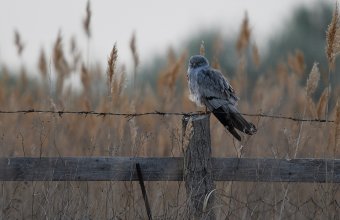 Az egyik főszereplőnk a 27-esnek nevezett hím hamvas rétihéja, pihenés közben (fotó: Hencz Péter)