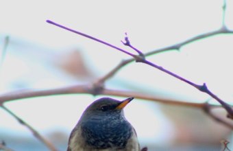 Feketetorkú rigó (Fotó: Nyúl Mihály/birding.hu)