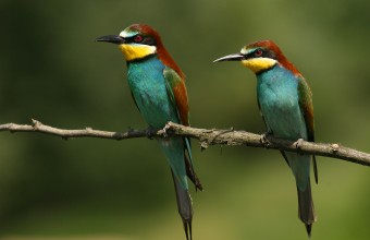 Gyurgyalagok (Fotó: Lóki Csaba)