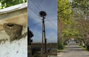 A fecskefészkek leverése, a fehér gólyák fészkeinek eltávolítása, a kilombosodott fásszárú növényzet megsemmisítése nem csak törvénytelen, de olyan élőhelyrombolást jelent, ami rontja hazánk ellenálló képességét a klímaváltozás negatív hatásaival szemben is (Fotók: Orbán Zoltán)