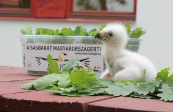 "Kelemen", a mesterségesen keltetett parlagisas-fióka örökbe adása vadon élő saspárhoz - 2015.május 13. (Fotó: Horváth Márton)