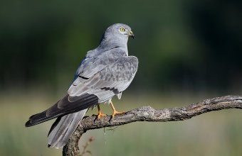 Öreg tollruhás hamvas rétihéja hím (fotó: Hencz Péter)