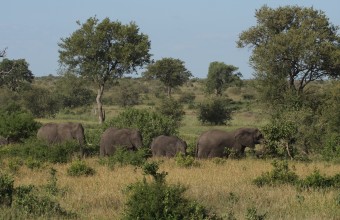 A kék és amuri vércsék dél-afrika telelőterülete (Fotó: Palatitz Péter).