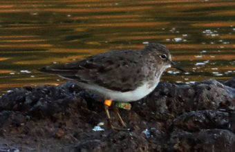 Magyar gyűrűs Temminck-partfutó Máltán (Raymond Galea, Birdlife Málta)