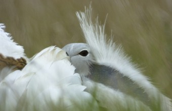 Túzok (Fotó: Motkó Béla).