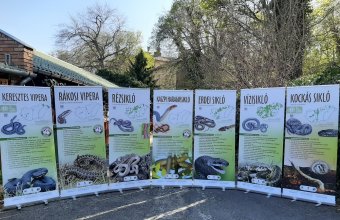Magyarország kígyói vándorkiállítás tablói