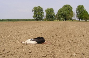  A szántóföldön talált gólyatetem Kisszentmártonban (Fotó: Wágner László)