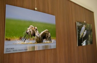 "12 hónap madarak közt" témával nyitott tárlatot az MME Bükki Helyi Csoportja (Fotó: Kakuk Dániel)