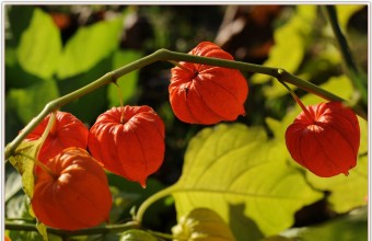 A lampionvirág (Physalis alkekengi) feltűnő termése (Forrás: panoramio.com). 