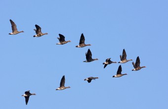 „V” alakban repülő lúd csapat (Fotó: Csonka Péter). 