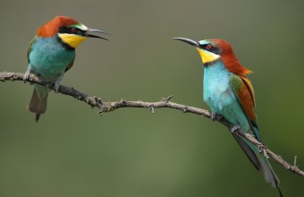 Gyurgyalagok (Fotó: Lóki Csaba). 