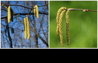 A mogyoró (balra) és a nyír (jobbra) barkája (Fotók: bal - Göcző Gabriella, jobb - www.aphotoflora.com ).