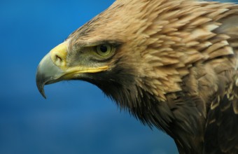 Aquila heliaca (Fotó: Szitta Tamás)