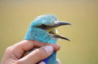 Geolokátort viselő szalakóta (Fotó: Juhász Benedek)