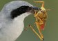 A madarak globálisan 400-500 millió tonna rovart fogyasztanak el évente (Forrás: https://link.springer.com/article/10.1007%2Fs00114-018-1571-z)