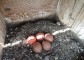 A legkorábbi kezdésű párok március utolsó napjaiban rakták le első tojásukat (Fotó: Solt Szabolcs).