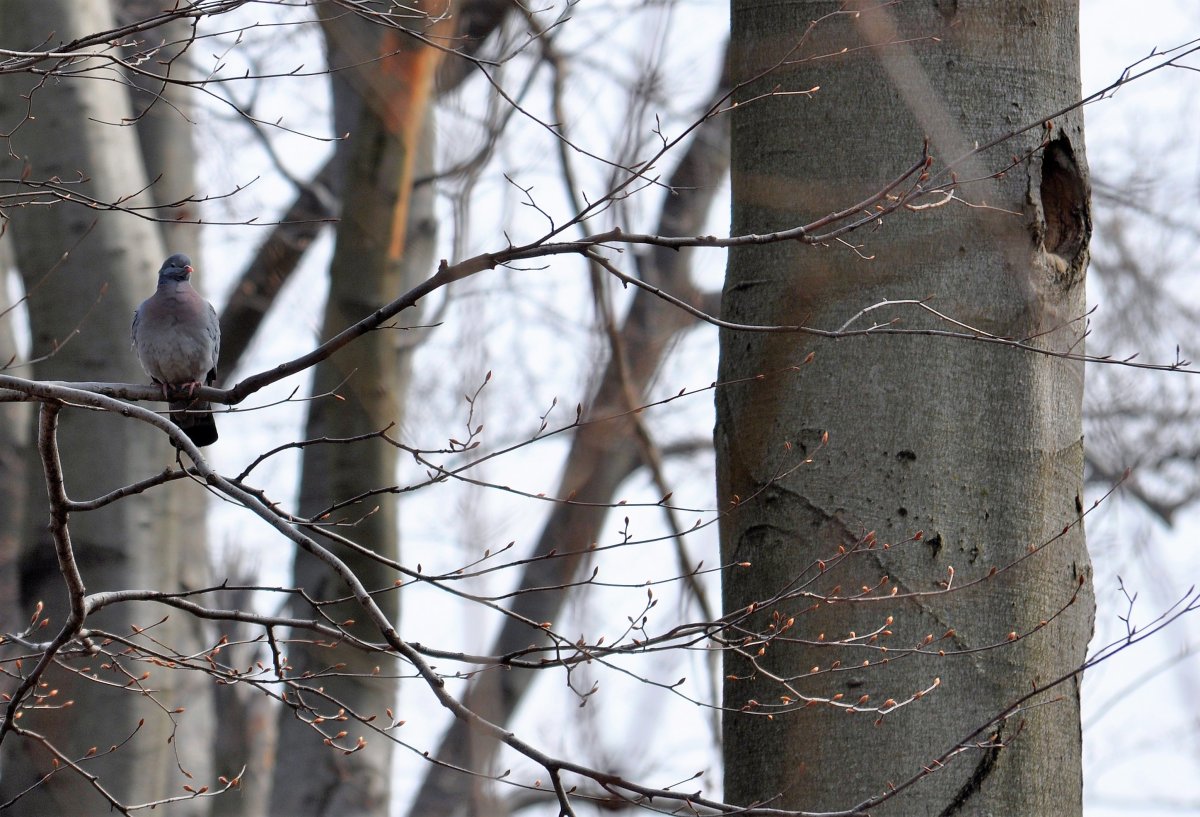 A kék galamb (Columba oenas) gyakran fészkel a fekete harkály (Dryocopus martius) régi odúiban / Stock Doves often nest in old Black Woodpecker holes (Kókay Szabolcs).